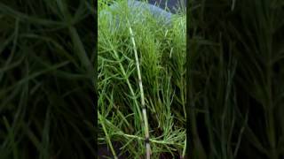 Equisetum arvense Horsetail grass in Hindi [upl. by Kaplan73]