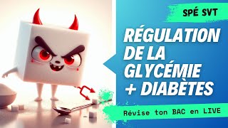 Révisions BAC spé SVT  GLYCÉMIE [upl. by Moulden748]