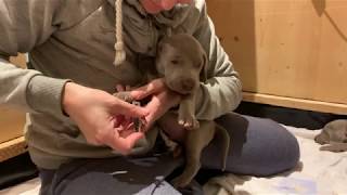 Paulas Weimaraner Puppys 2020  25 days old [upl. by Acinomahs]