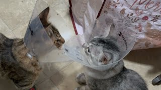 Letting the kittens out of the cage for the first time after being spayed and neutered ￼ [upl. by Howes]