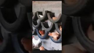 how to create Tyres Broods for his chickenshorts chicken viral [upl. by Rabbaj]