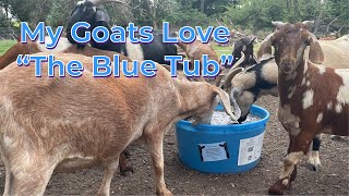 Doing Chores Putting out “The Blue Tub” for goats [upl. by Jefferson]