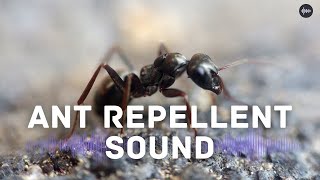 Ant Repellent Sound [upl. by Lohner]