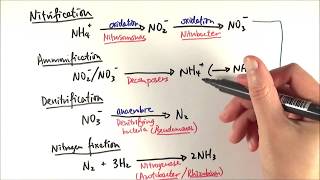 A2 Biology  Reactions in the nitrogen cycle OCR A Chapter 233 [upl. by Erb67]