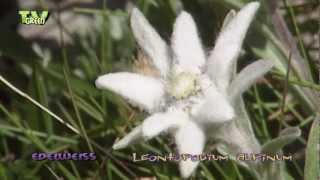 Flora View  Edelweiss  Leontopodium alpinum [upl. by Amoakuh696]