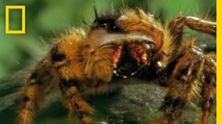 Bee vs Jumping Spider  National Geographic [upl. by Yerxa]