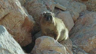 Hyrax with backlight [upl. by Naujej]