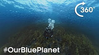 360° Norwegian Kelp Forest Soundscape OurBluePlanet  BBC Earth [upl. by Serra]