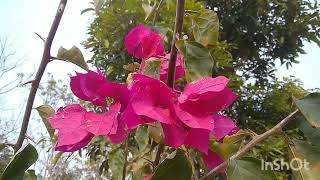 Beautiful Bauhinia variegata flowers✨✨💕 [upl. by Riker]