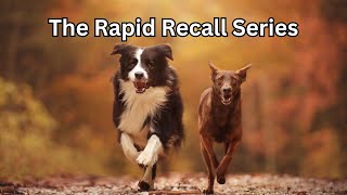 Quick amp Easy Dog Recall Training  Get Your Dog To Come When Called [upl. by Ettener187]