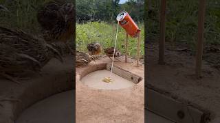 Underground Quail Trap  Easy DIY Bird Trap shorts [upl. by Corbet]