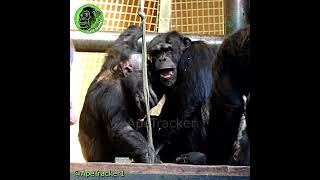 Chimp Behaviour shorts animals [upl. by Pollie]