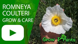 Romneya coulteri  grow amp care California tree poppy [upl. by Chem]