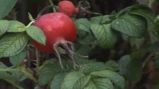 Edible Plants Wild Rose [upl. by Ditmore]