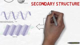 OCR Biology Protein Revision Biological Molecules [upl. by Yllib]