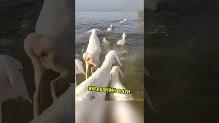 Why Do Sheep Take Baths in Seawater shortsviral shortsfeed shortsvideo shorts [upl. by Acinomed]