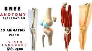 KNEE ANATOMY  quotUnderstanding the Jointquotkneepain kneekneejointfemurtibia [upl. by Ainer]