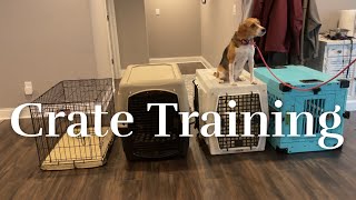 How to Crate Train Your Dog [upl. by Shaylynn807]