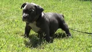 Extreme XL Pocket Blue bully pit bull pup SUPERSTAR female  6 weeks [upl. by Lilybelle]