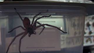 EEVblog 152  Jurassic Spider [upl. by Aikyt835]