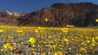 Nature Death Valley flowers [upl. by Kalin114]