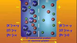 3 GibbsDonnan Equilibrium [upl. by Lassiter]