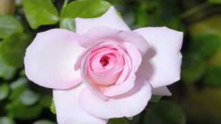 Time lapse rose [upl. by Peterman]