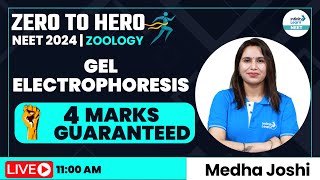 Gel Electrophoresis 4 Marks Guaranteed  NEET Zoology  Zero to Hero InfinityLearnNEET [upl. by Acinemod]