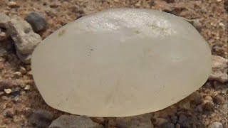 حجر الجوشينيت سعر ومعلومات Goshenite [upl. by Newberry987]