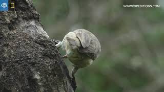 Woodpecker Finch Finds Food With Tools  Galápagos  Lindblad ExpeditionsNational Geographic [upl. by Eralcyram971]