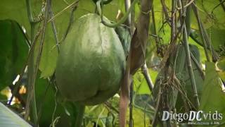 Sechium edule  Chuchu  Chayote Cucurbitaceae Chuchuzeiro [upl. by Akcirderf]