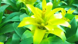 Guzmania Bromeliads plants kadiyam [upl. by Bigot]