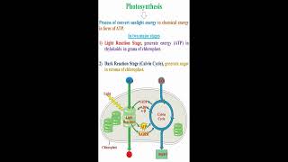 Photosynthesis Meaning geneticteacher [upl. by Margarethe]