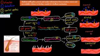 MB18 Thermoregulation HSC biology [upl. by Leong]