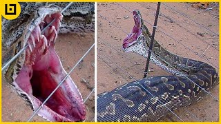 Top 45 Shocking Moments When Animals Were Electrocuted [upl. by Breh]