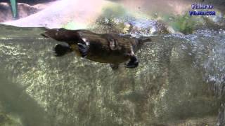 Australian Platypus swimming in a Public Aquarium [upl. by Taffy]