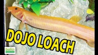 Great Beginner Fish Dojo Loach Species Sunday Weather Loaches [upl. by Gilus704]