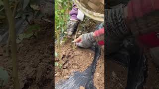 Apricot tree grafting process Good tools and machinery can increase work efficiency [upl. by Gardener]