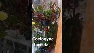 coelogynes Coelogyne flaccida [upl. by Gerstner240]