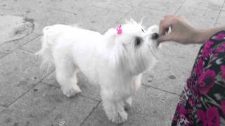 Maltese dog doing tricks  BEBA maltezer [upl. by Grimbly]