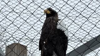 Steller Sea Eagle in Winnipeg [upl. by Alinoel]