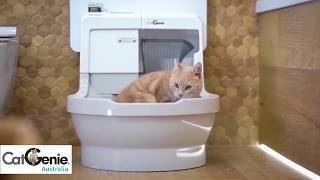 CatGenie SelfWashing Cat Litter Box [upl. by Goldin]