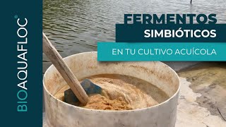 Aplicación de fermentos simbióticos en tu cultivo acuícola [upl. by Malachi]