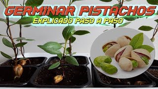 INCREIBLE Como Germinar Semillas de Pistacho  Germinar Pistacho  Sembrar Pistacho  Plantar [upl. by Grados]