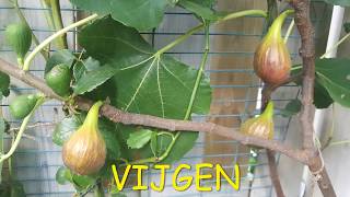 Vijgenboom  Fig Tree [upl. by Maiga]