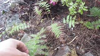 Baby Tree Ferns [upl. by Ayhtak448]