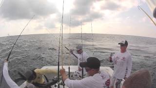 Sailfish Jumps in Boat [upl. by Sheply]