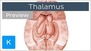 Thalamus Structure and function preview  Human Neuroanatomy  Kenhub [upl. by Ahtibbat]