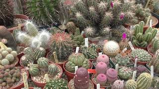 Cactus Plant VERY LARGE RARE CACTI PRIVATE GARDEN SPECIALIST COLLECTION Essex England UK 2018 [upl. by Sallyanne240]