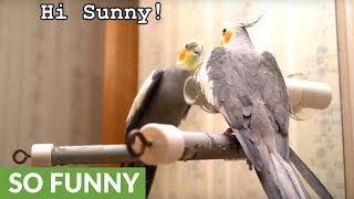 Listen to what this brilliant talking cockatiel can say [upl. by Plunkett774]